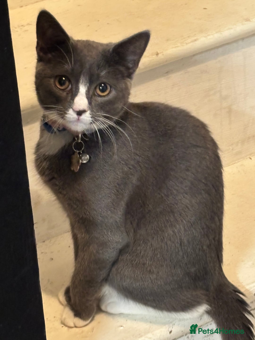 Mixed Breed cats for sale: FREE Female cat  - Image 1