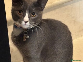 Mixed Breed cats - Advert 1