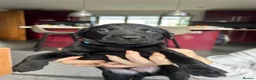 Labrador Retriever dogs for sale: KC Registered Labrador Pups - Advert 8