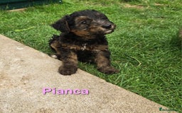 Mixed Breed dogs for sale: Fox Terrier × Australian Labradoodle Pups Sale - Image 11