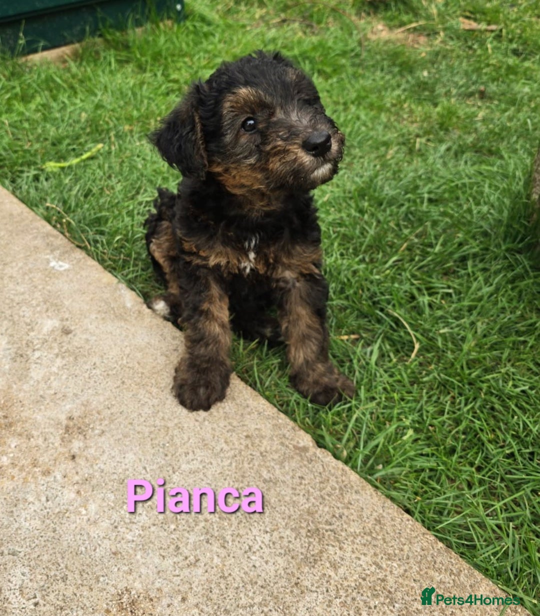 Mixed Breed dogs for sale: Fox Terrier × Australian Labradoodle Pups Sale - Image 11