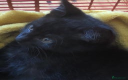 Mixed Breed cats for sale: Female black kitten looking for her forever home - Image 5