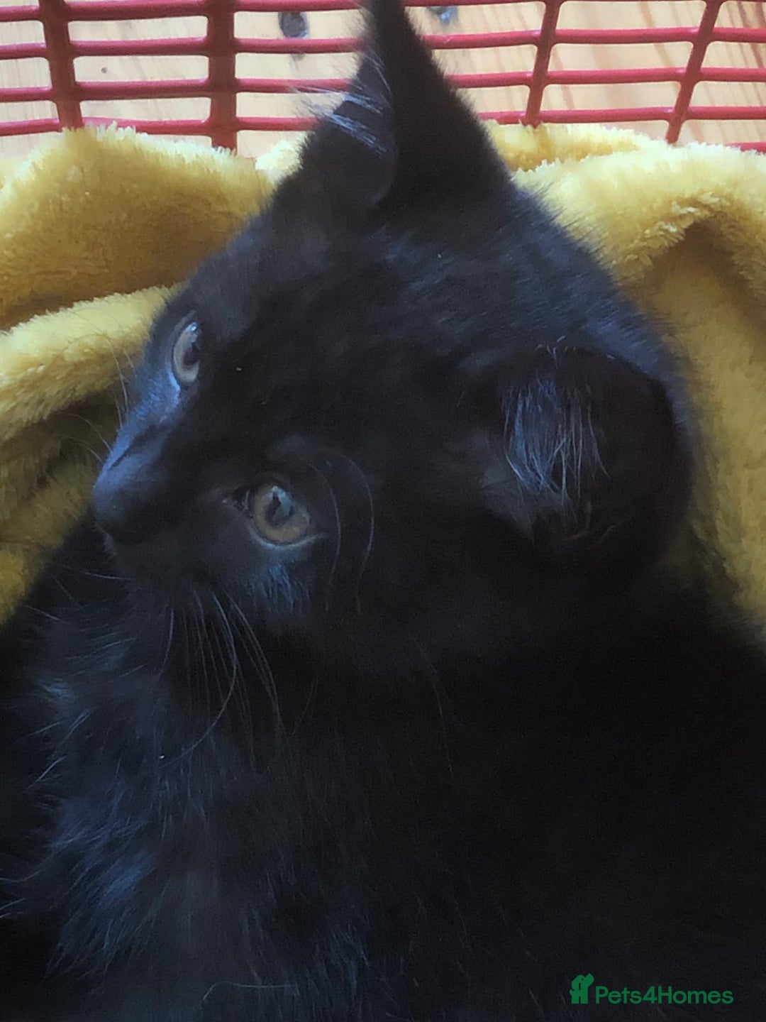 Mixed Breed cats for sale: Female black kitten looking for her forever home - Image 5