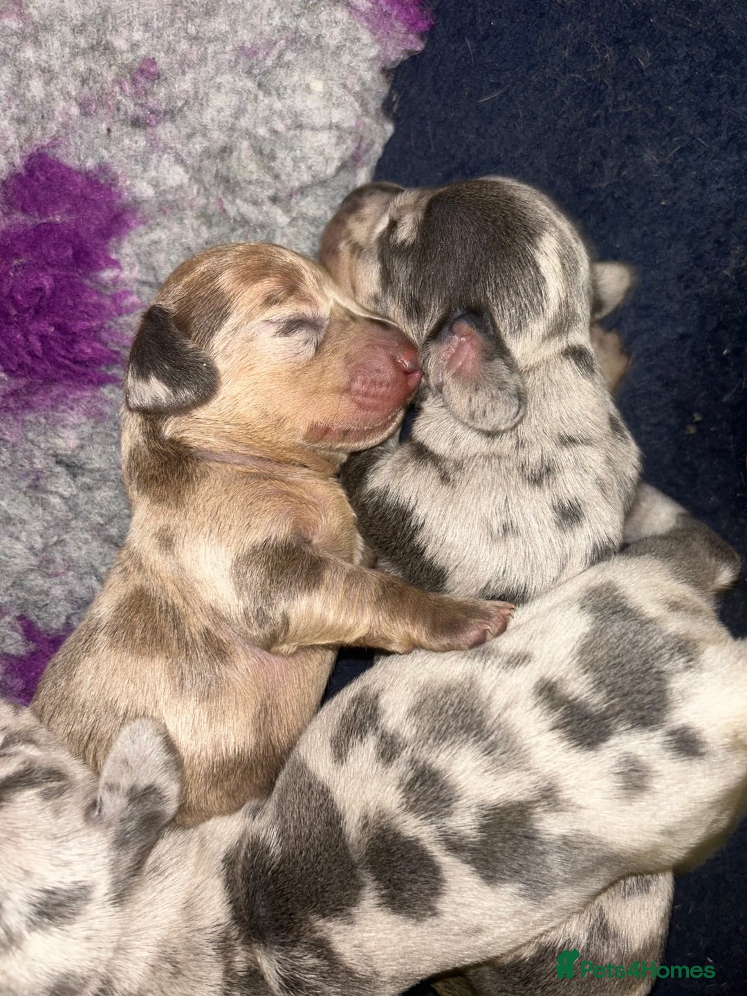 Miniature Dachshund dogs for sale: Perfecf kc miniature dachshunds - Image 20