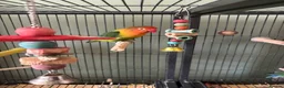 Lovebirds birds for sale: Lovebird bonded pair and a solo for rehome - Advert 3