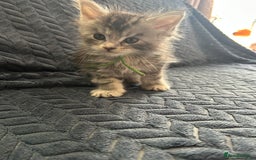 Maine Coon cats for sale: Pedigree MaineCoon Kittens - Image 34