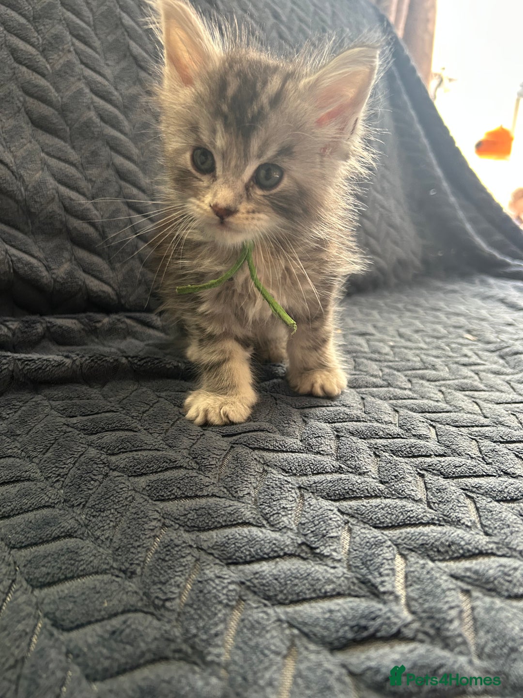 Maine Coon cats for sale: Pedigree MaineCoon Kittens - Image 34
