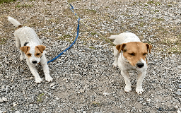 Parson Russell dogs for sale: 2 Female Parsons Jack Russell Terriers 17 months  - Image 1