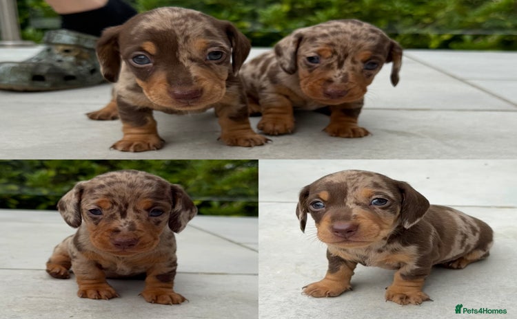 Miniature Dachshund dogs - Advert 9