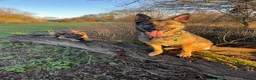 Mixed Breed dogs for sale: German Shepherd x Belgian Malinois in Bedford - Advert 6