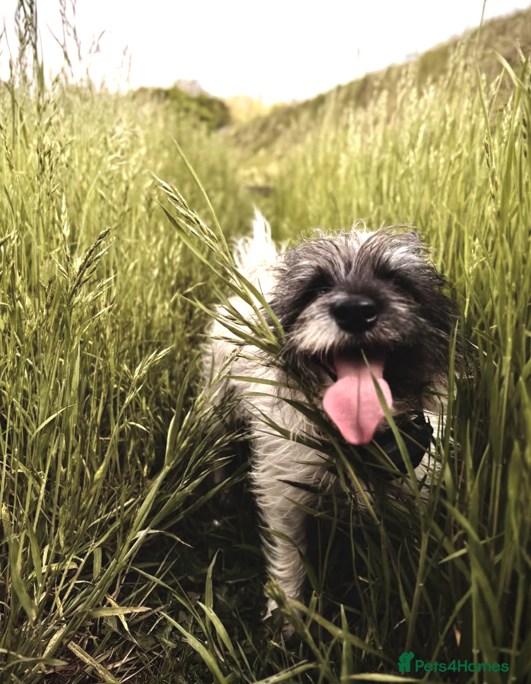 Mixed Breed dogs for sale: Daxijax/Jackshund/Dachshund/Jack - READY TO GO - Advert 9