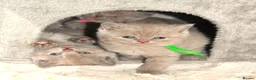 British Shorthair cats for sale: Beautiful Pure Breed ✨ British Shorthair Kittens ⭐ - Advert 8