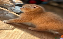 Scottish Fold cats for sale: Golden Scottish fold kittens - Image 10