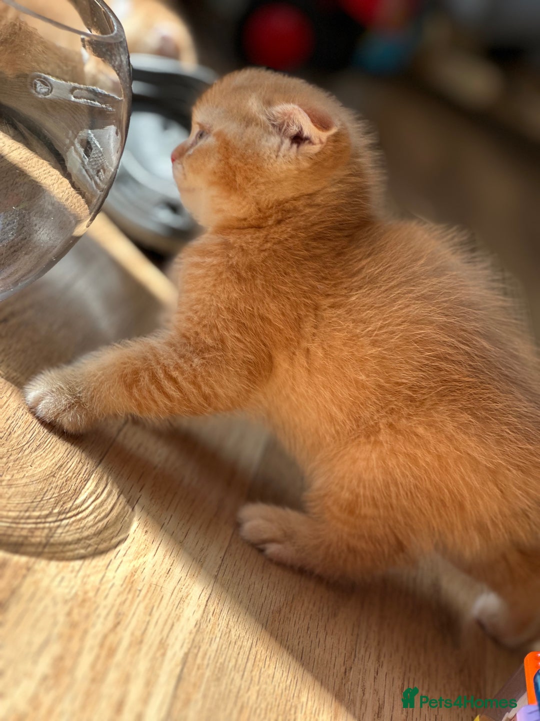 Scottish Fold cats for sale: Golden Scottish fold kittens - Image 10