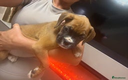 Boxer dogs for sale: Reduced Ready Now Kc Boxer Puppies - Image 35