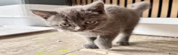 Mixed Breed cats for sale: BRITISH SHORT HAIR  CROSS  CHARTREUX in Derby - Advert 7