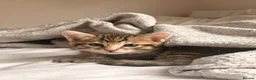 Mixed Breed cats for sale: BENGAL X DSH X BSH ADORABLE FLUFFY KITTEN - Advert 20