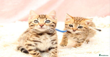 Bengal cats - Advert 8