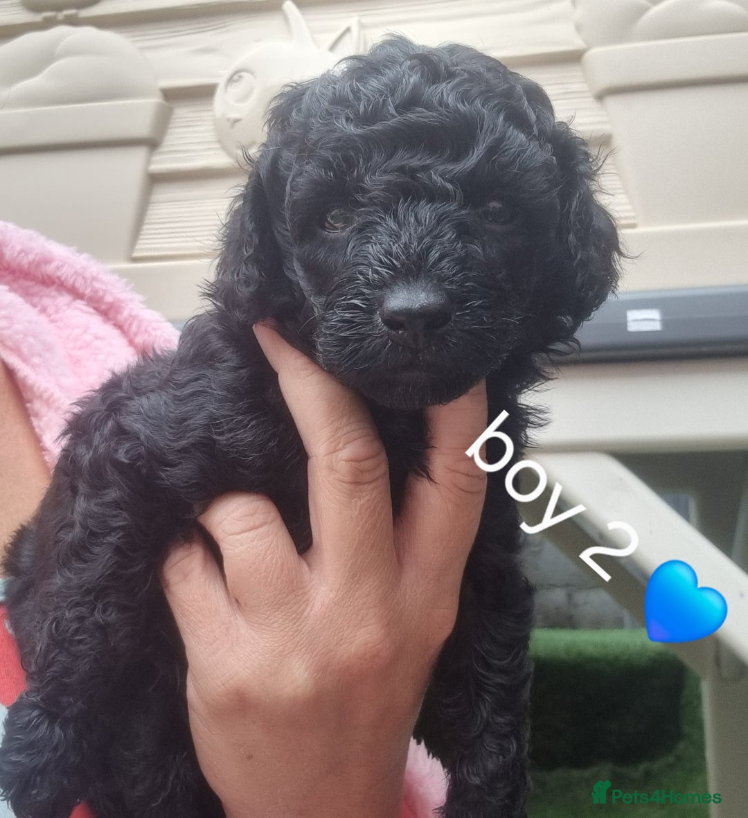 Miniature Poodle dogs for sale: Miniture poodle  - Image 4