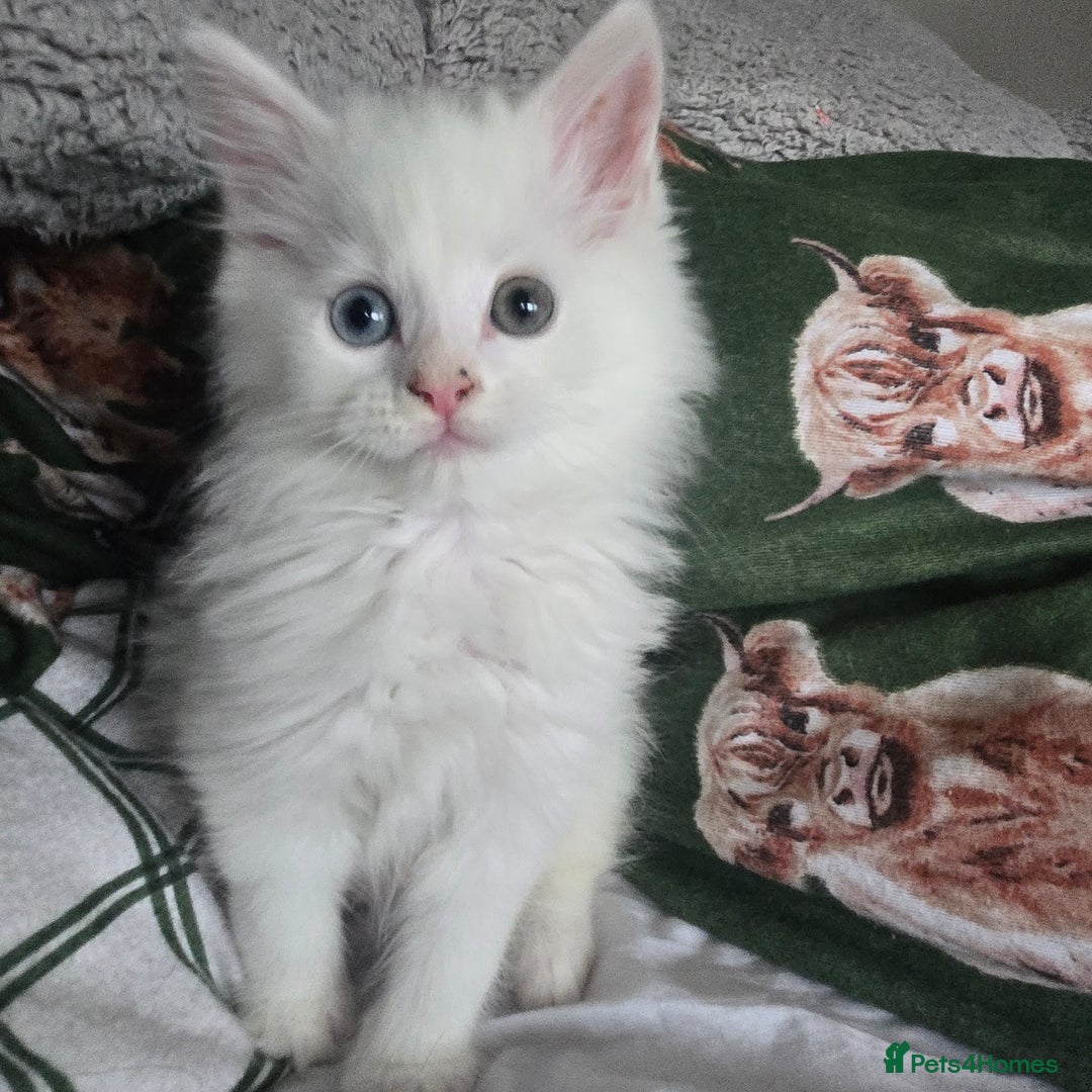 Maine Coon cats for sale: Maine coon Giant russian/European and American - Advert 2