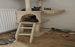 British Shorthair cats for sale: 🐾 Adorable Kittens Looking for Forever Homes 🐾 - Image 8
