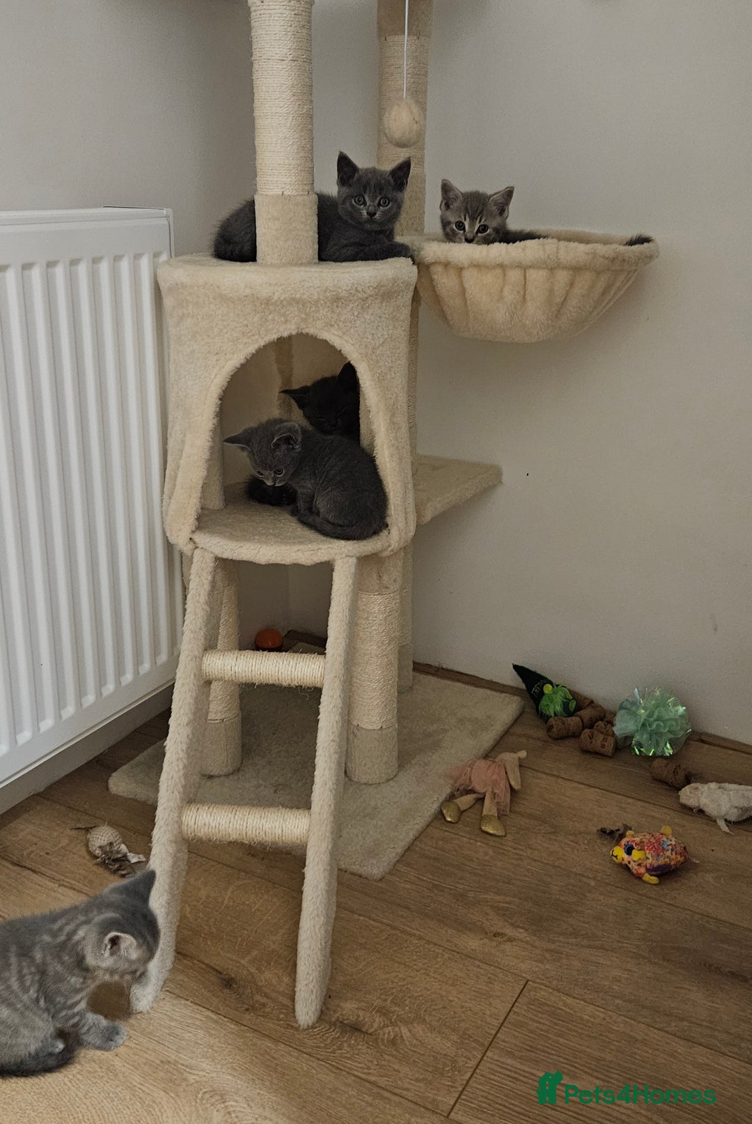 British Shorthair cats for sale: 🐾 Adorable Kittens Looking for Forever Homes 🐾 - Image 8