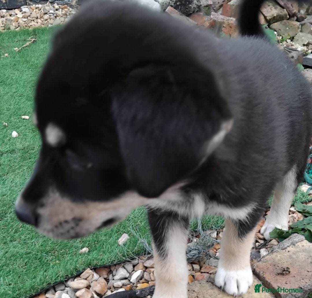 Siberian Husky dogs for sale: Female husky 5 month  - Image 3