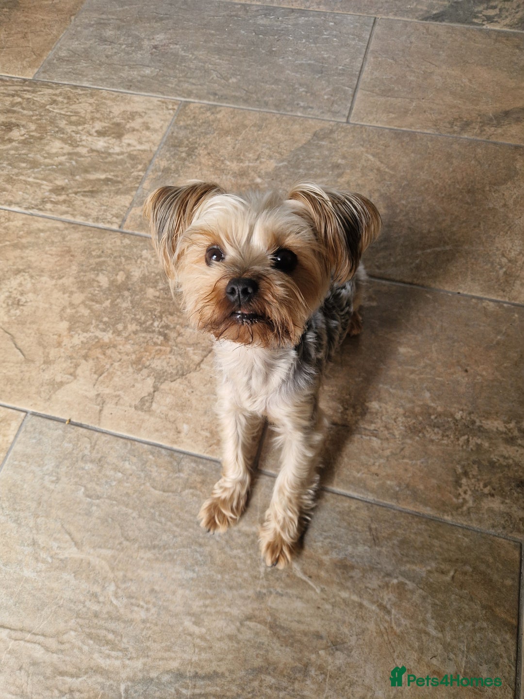 Yorkshire Terrier dogs for stud: WANTED STUD DOG  - Image 1