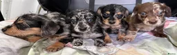 Mixed Breed dogs for sale: DOXIEPOO HEALTH TESTED PARENTS  - Advert 9