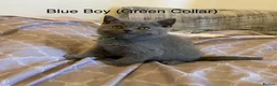 British Shorthair cats for sale: Stunning Blue & Lilac Kittens (pedigree parents) - Advert 2