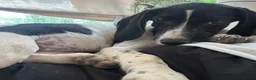 Mixed Breed dogs for adoption: Tiana (Pointer mix) in Coulsdon - Advert 18