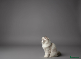 Ragdoll cats GCCF Champion Line ragdolls kitten - Advert 3