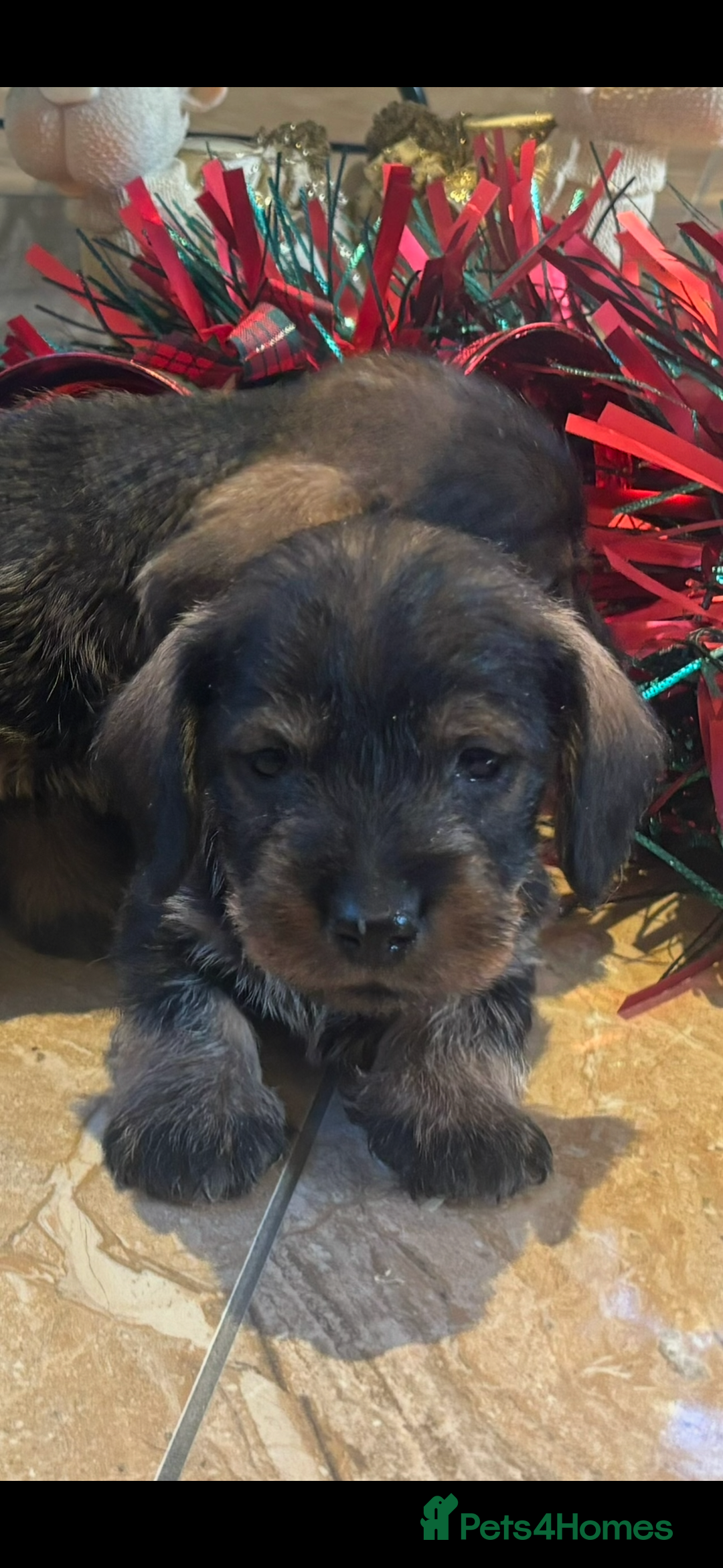 Miniature Dachshund dogs for sale: Wire Haired Dachshunds  - Advert 2