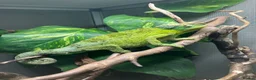 Chameleon reptiles for sale: Jackson Chameleons - Advert 8