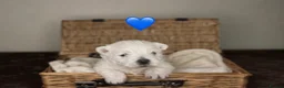West Highland Terrier dogs for sale: 🌈Adorable Little Westies🌈 - Advert 3