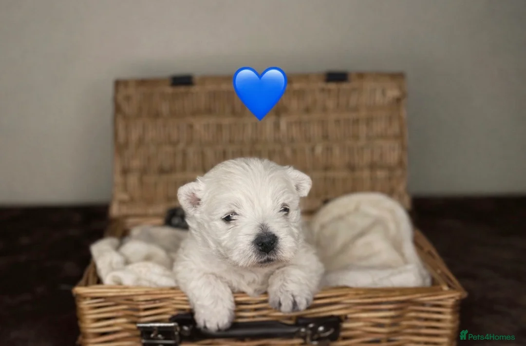 West Highland Terrier dogs for sale: 🌈Adorable Little Westies🌈 - Advert 3