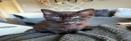 Mixed Breed cats for sale: Beautiful little boy still available  - Advert 5