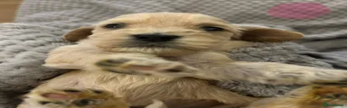 Cockapoo Puppy 4