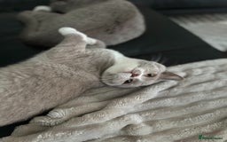 British Shorthair cats for sale: Beautiful BH Bicolour Kittens. Ready now! - Image 8