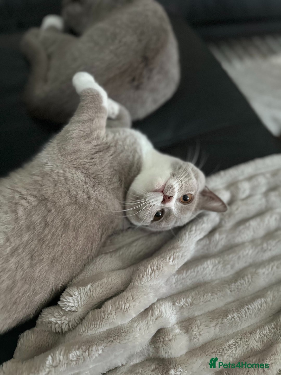 British Shorthair cats for sale: Beautiful BH Bicolour Kittens. Ready now! - Image 8