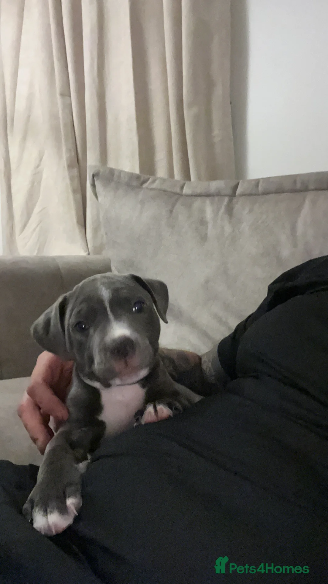 Staffordshire Bull Terrier dogs for sale: Pure blue Staffordshire bull terrier - Advert 17