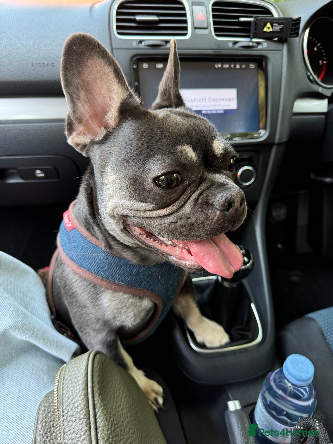 French Bulldog dogs for sale: Lovely French Bulldog Female for sale - Image 5