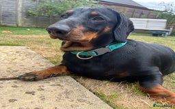 Dachshund dogs for sale: Bertie two year old Daschund full size  - Image 1