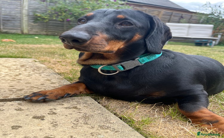 Dachshund dogs - Advert 3