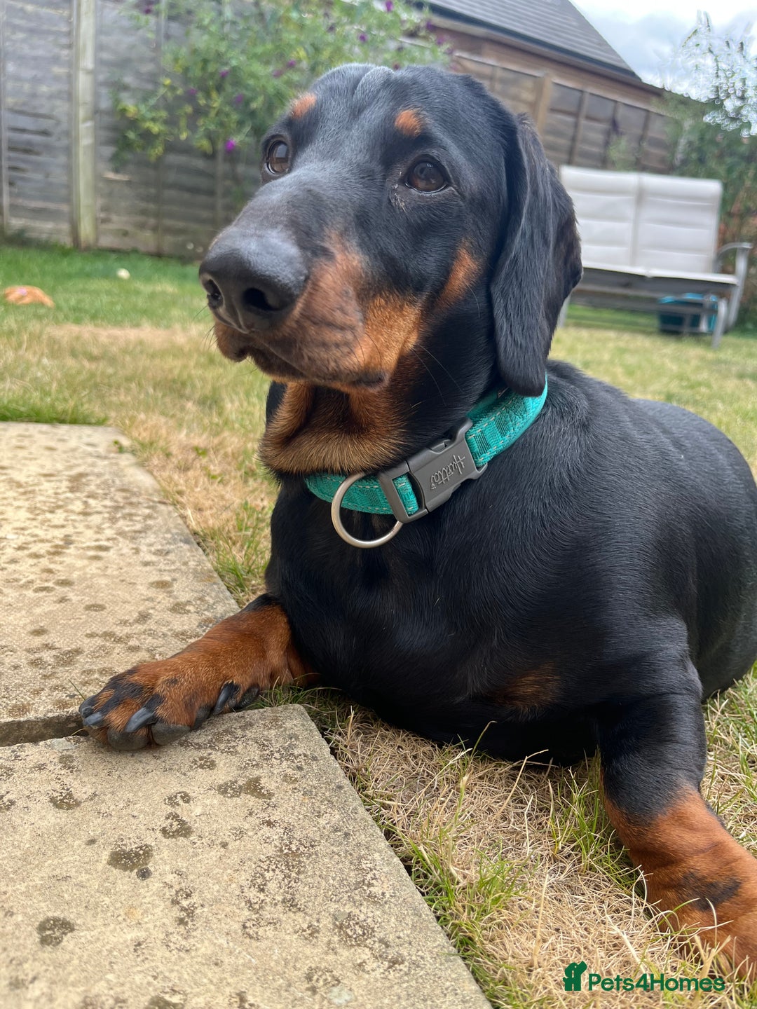 Dachshund dogs for sale: Bertie two year old Daschund full size  - Image 1