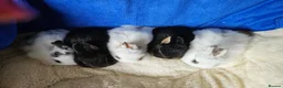 Netherland Dwarf rabbits for sale: Netherland Dwarf bunnies  - Advert 3