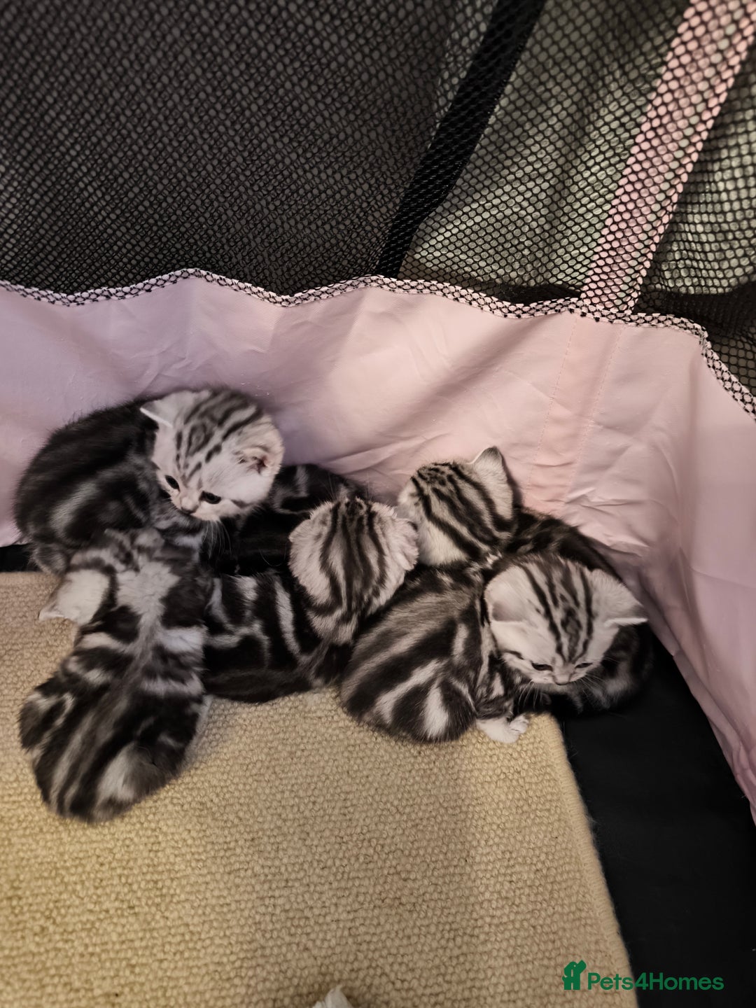 Scottish Fold cats for sale: Silver Tabby Scottish Fold Kittens: Rare&Stunning - Image 13