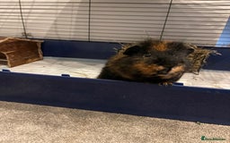 Guinea Pig rodents for sale: Male guinea pig - Image 8