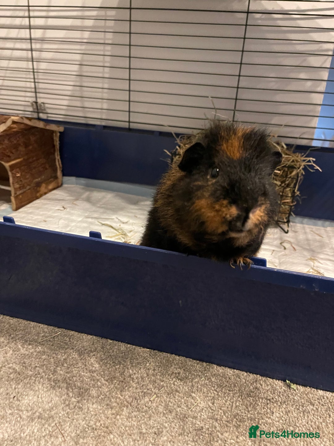 Guinea Pig rodents for sale: Male guinea pig - Image 8