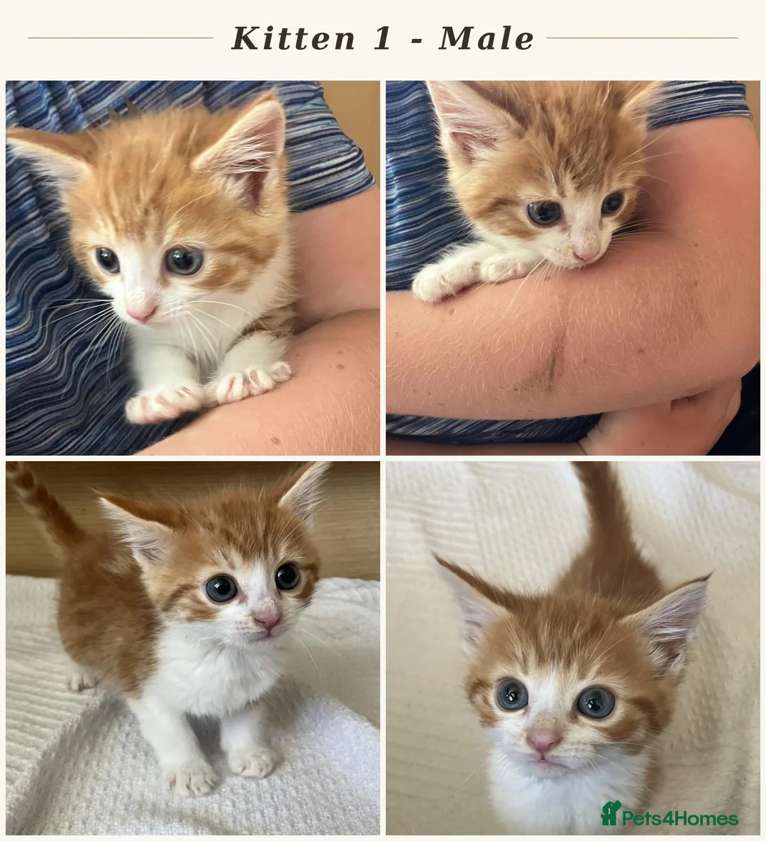 British Shorthair cats for sale: 4 Beautiful Kittens  - Advert 5